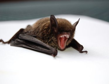 bat survey lincolnshire